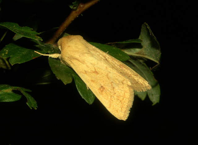 Hepialus humuli - Copyright © Hugues Mouret